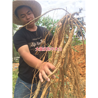 大量批发天然野生牛大力种苗,