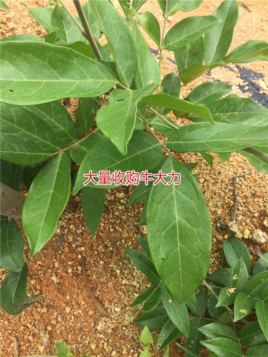 大量批发天然野生牛大力种苗,