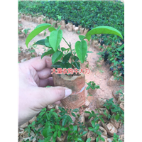 大量批发天然野生牛大力种苗,