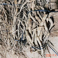 生的牛大力怎样保存