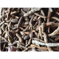 广东牛大力批发商1