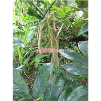 大量批发天然野生牛大力种苗,