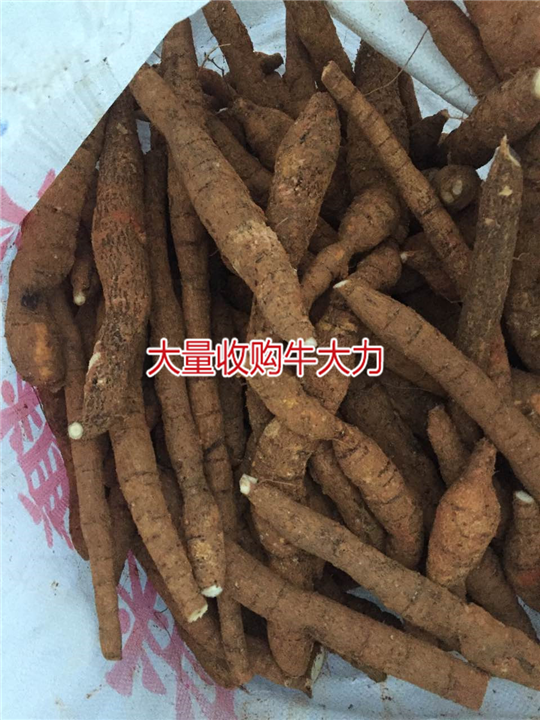 大量批发牛大力，和收购种植牛大力