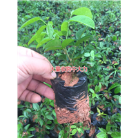 大量批发天然野生牛大力种苗,