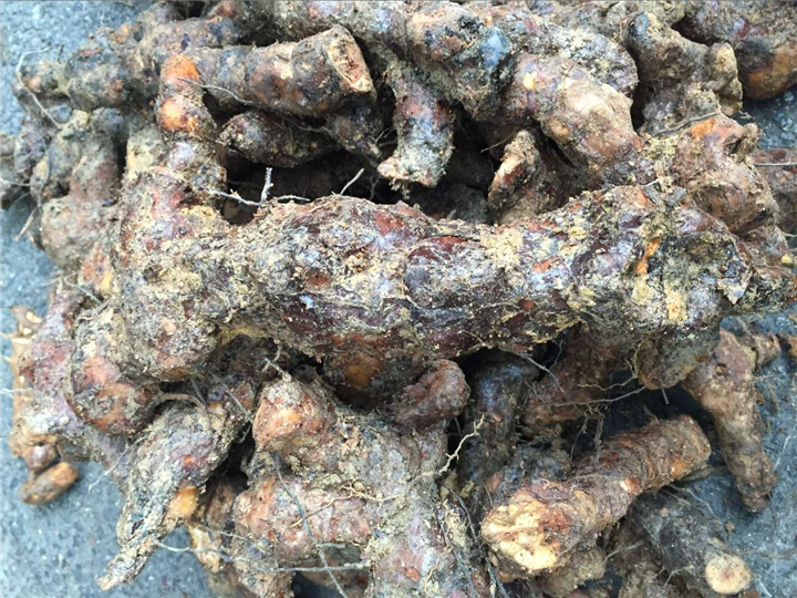 广东土茯苓种植基地~土茯苓的市场价格1