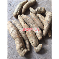 大量批发牛大力，和收购种植牛大力