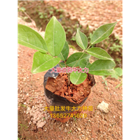大量批发天然野生牛大力种苗,