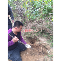 大量批发天然野生牛大力种苗,