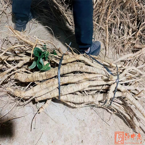 广东牛大力市场收购价