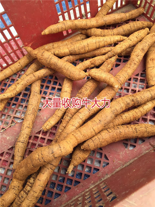 大量批发牛大力，和收购种植牛大力
