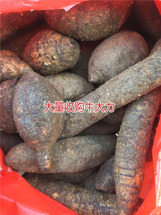 大量批发牛大力，和收购种植牛大力