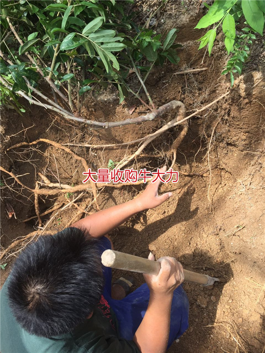 大量批发天然野生牛大力种苗,