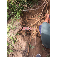 大量批发天然野生牛大力种苗,