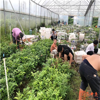 广东哪里有野生牛大力