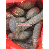 大量批发牛大力，和收购种植牛大力