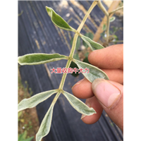 大量批发天然野生牛大力种苗,
