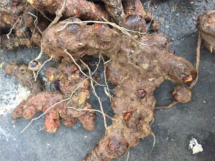 广东土茯苓供应商#广东哪里有土茯苓？1