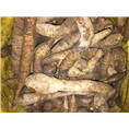 广东江门牛大力苗%江门牛大力薯#4