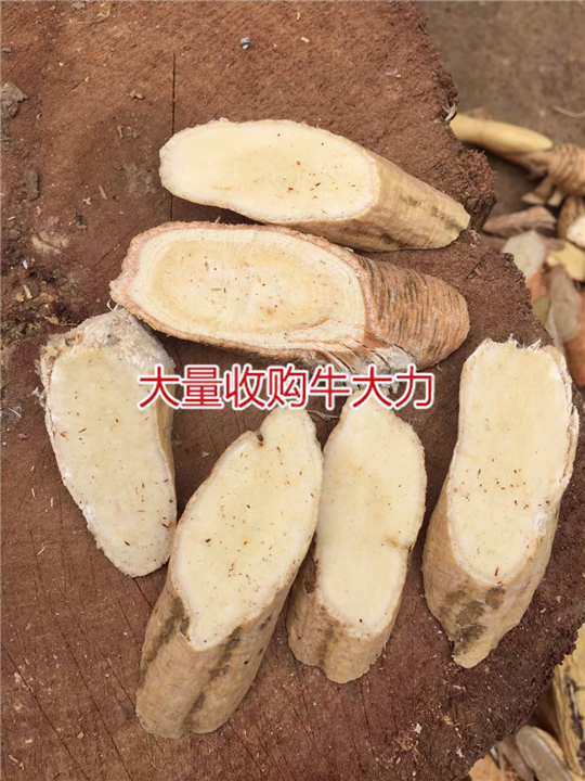 天然牛大力加工厂，生产牛大力干品