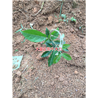 大量批发天然野生牛大力种苗,