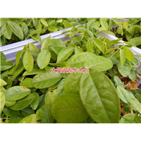 大量批发天然野生牛大力种苗,