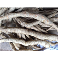 广东江门牛大力苗%江门牛大力薯#7