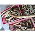 广东牛大力批发商3