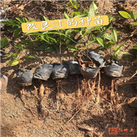 广西牛大力市场收购价