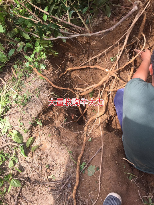 大量批发天然野生牛大力种苗,