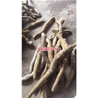 大量批发牛大力，和收购种植牛大力