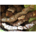 广东土茯苓种植基地5