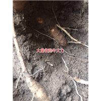 大量批发天然野生牛大力种苗,