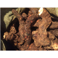 广东土茯苓价格%江门土茯苓批发商