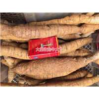 大量批发天然野生牛大力种苗,
