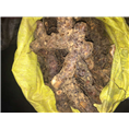 广东土茯苓种植基地~土茯苓的市场价格8