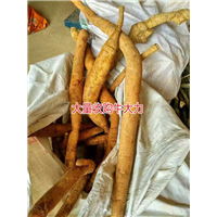 大量批发牛大力，和收购种植牛大力