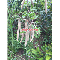 大量批发天然野生牛大力种苗,