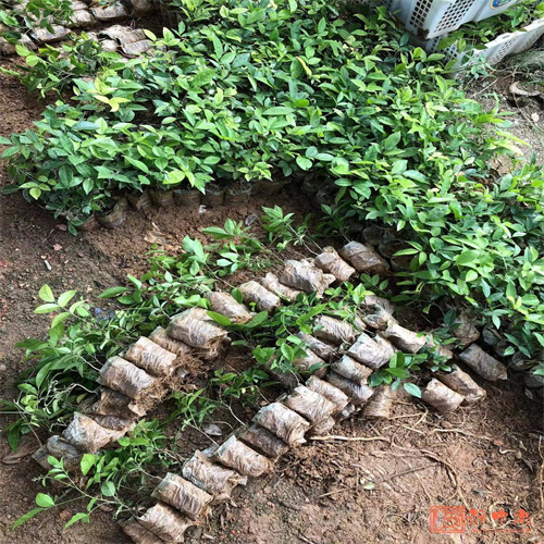 牛大力能提高性功能吗