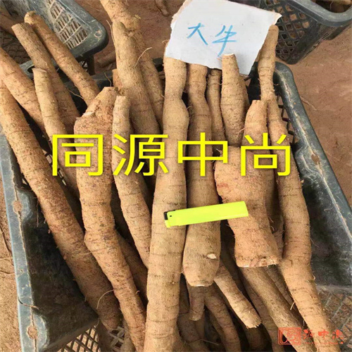 广州收购牛大力