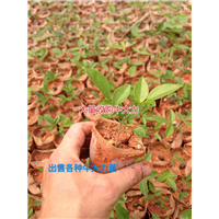 大量批发天然野生牛大力种苗,