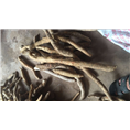 广东牛大力&广东牛大力批发商7