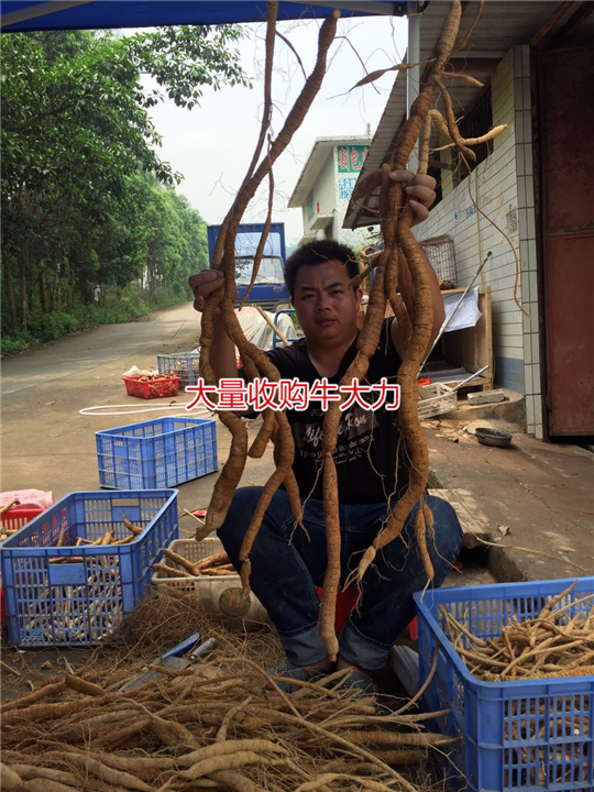 大量批发天然野生牛大力种苗,