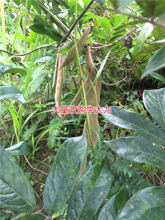 大量批发天然野生牛大力种苗,