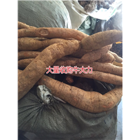 大量批发牛大力，和收购种植牛大力