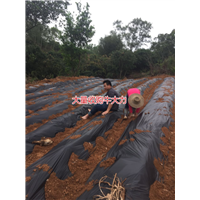 大量批发天然野生牛大力种苗,