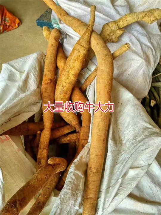 大量批发牛大力，和收购种植牛大力