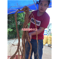 大量批发天然野生牛大力种苗,