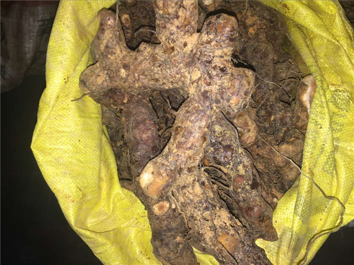 广东土茯苓种植基地~土茯苓的市场价格8
