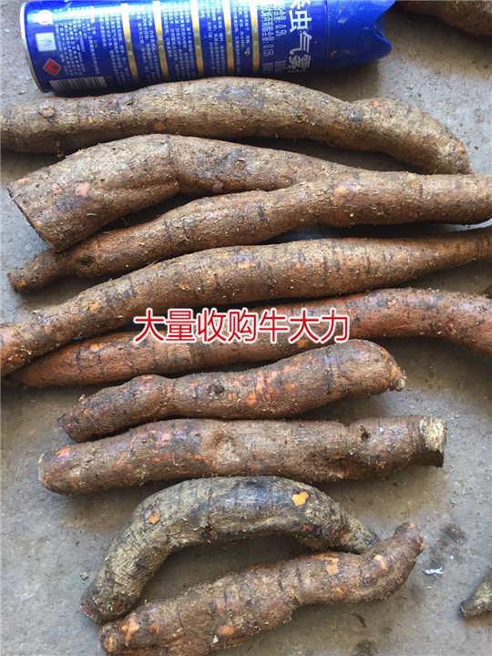 大量批发牛大力，和收购种植牛大力