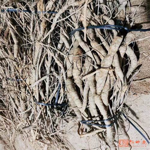 生的牛大力怎样保存